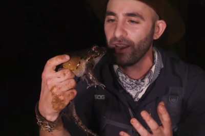 Froggy 