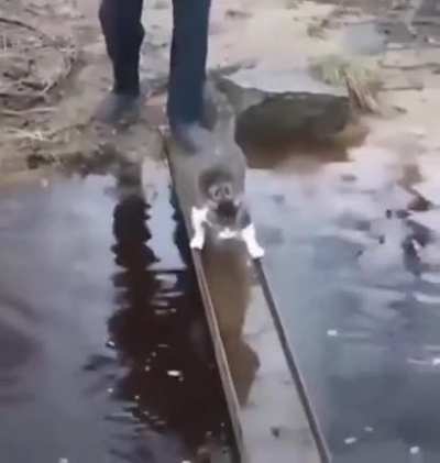 Которельс