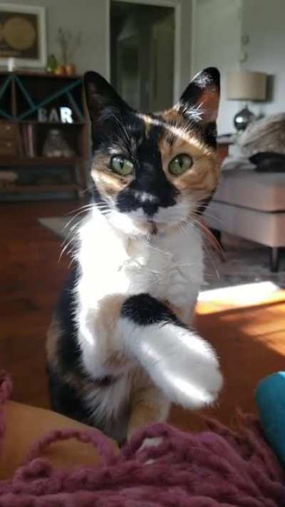 My 17 year old kitten
