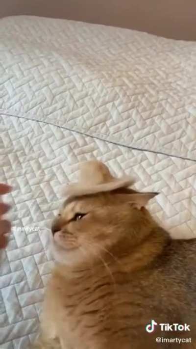 petting gloves