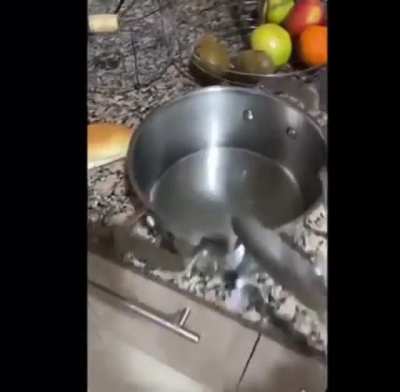 Out of HotDogs, Time To Substitute