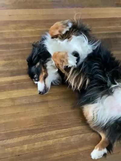 Please rub my belly
