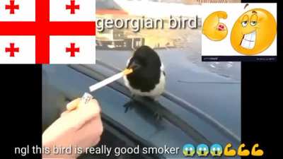 ngl Georgian bird rlly based doe