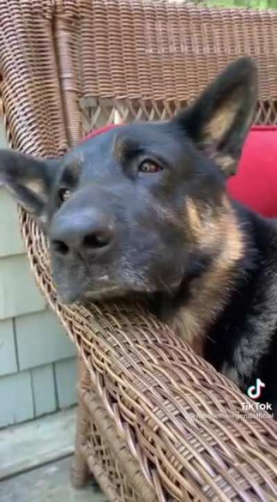 Pupper has some things to say