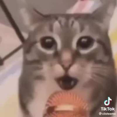 Gato