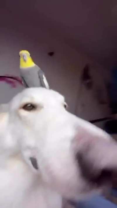 bruh