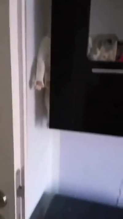 When r/TightPussy and r/Cat<wbr>sareL<wbr>iquid collide...