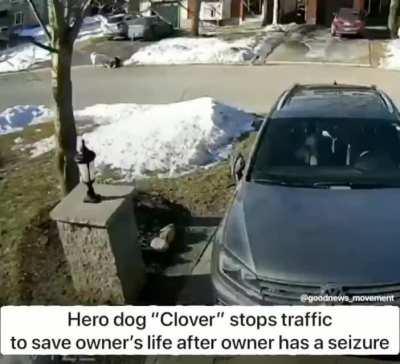 Haley Moore and her dog Clover were out on a walk in the neighborhood when Haley had a seizure and collapsed to the ground. Clover then unleashed herself and stopped traffic to get help