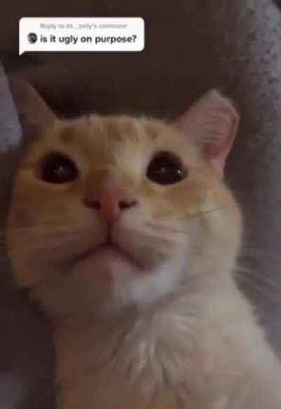 Aa