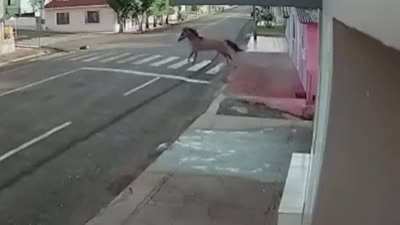 Cavalo sem freio