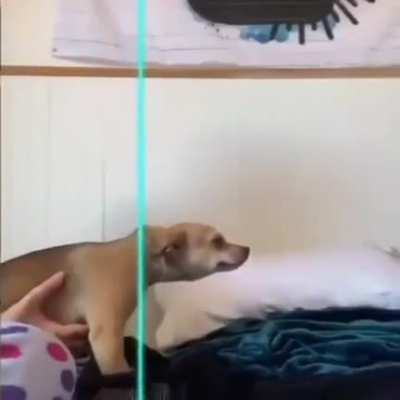 Jurassic Doguinho