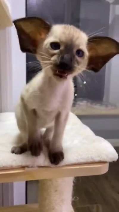 Cats that survive on souls alone...