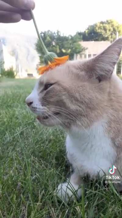 meow