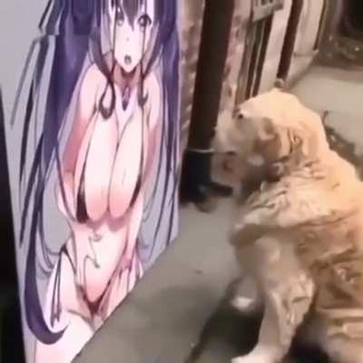 whut da dog doinh