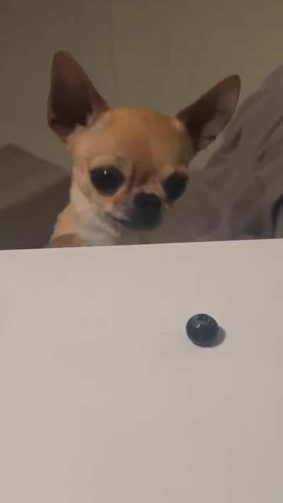 Poor Chihuahua!