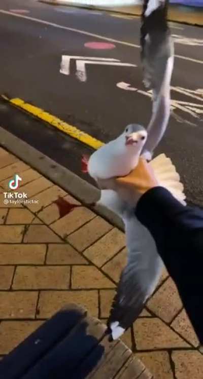 The seagull swarm
