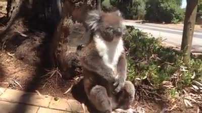 Koala Gets Kicked Out Of Tree And Cries!