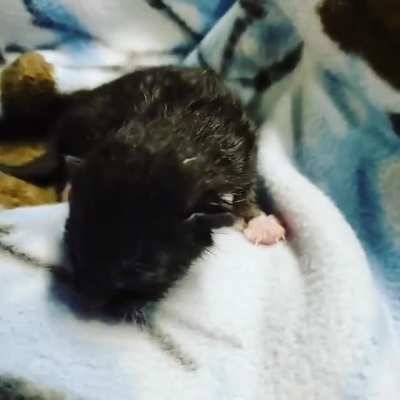 Meet my new foster, Peanut. Not even a day old and was caught trespassing on someone's property, hiding in thick weeds.
