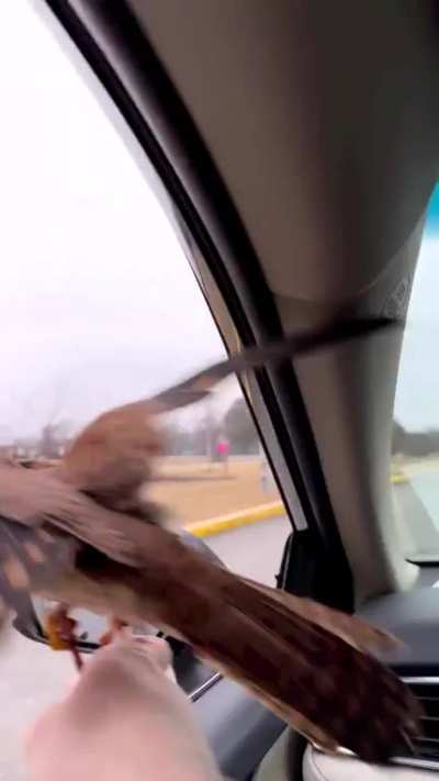 Mini hawk launched from car. Attacks an unsuspecting invasive speicies bird.
