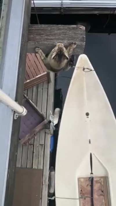 strong claws