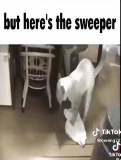 The Types Of Cats!