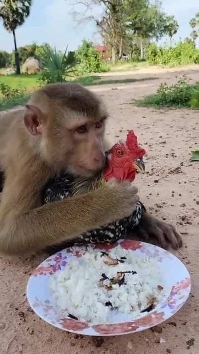 Monke W Friend🐓💪🏻❗