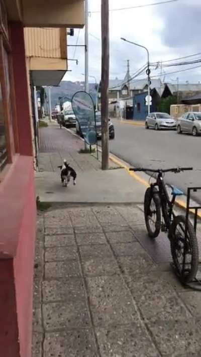 Volvió Vaquita, esta vez no afanó pero igual se fué contento