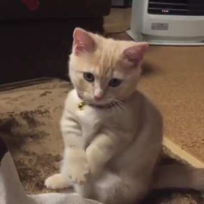 Can I Haz Seconds?