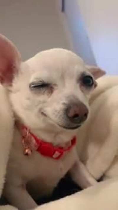 how the dog smiles