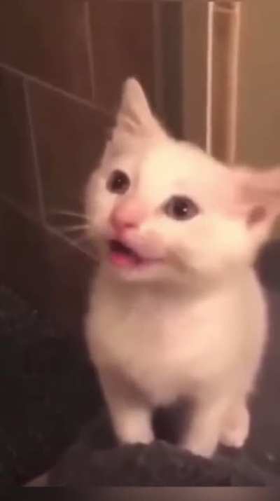 😺☎️