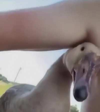 Honk honk