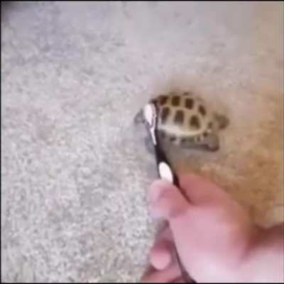 eu🐢nvr