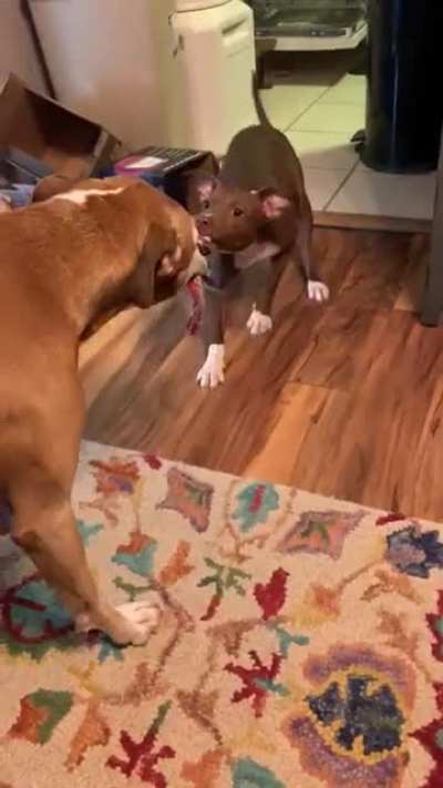 Are y’all playing tug?