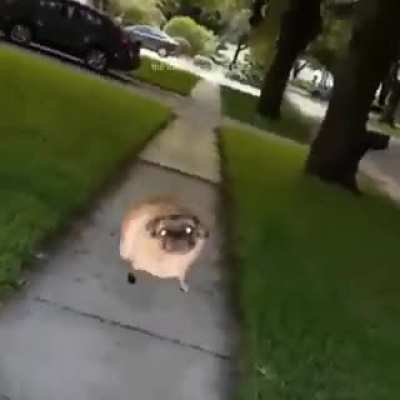 sla