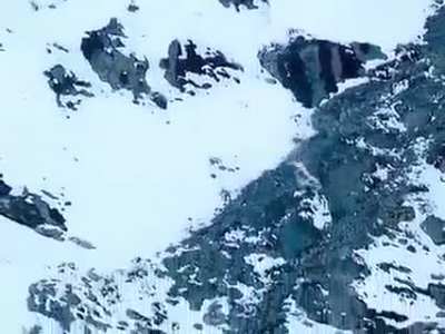 A snow leopard on a Kamikaze-style hunt.
