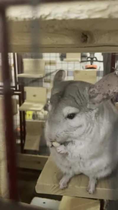 Chinchilla snack