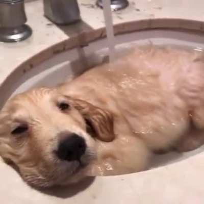 This pup is living it’s best life