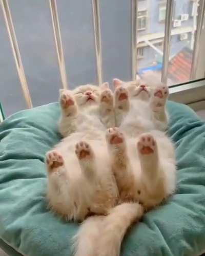Synchronized kitten napping