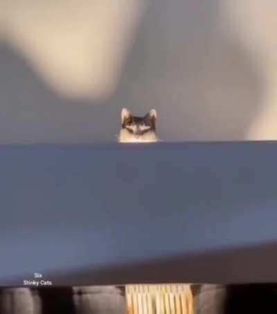 Purfectly cut scream