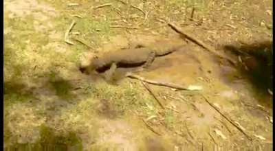 Komodo lizard gets his lunch.