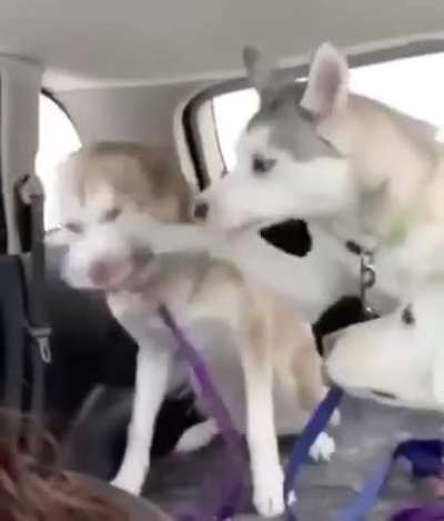 Sneezo Doggo.