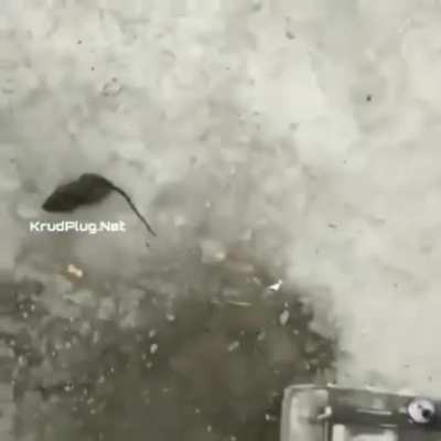 cursed_rat