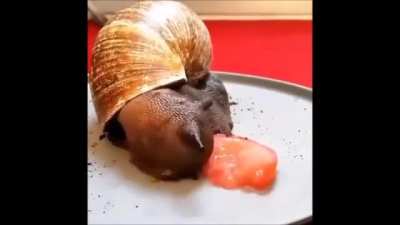 sneil