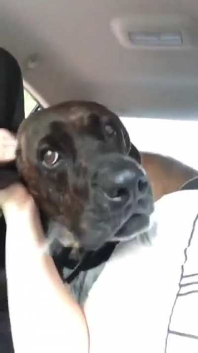 He's likes car rides and ear rubs, but can't handle them both