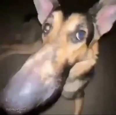 🤥🥴