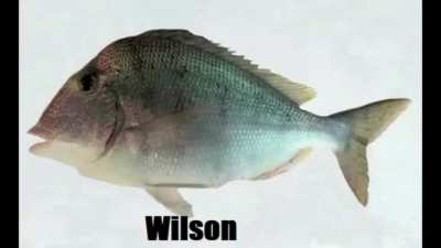 Wilson
