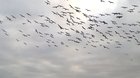 🔥 Blue-footed boobies dive bomb the water simultaneously