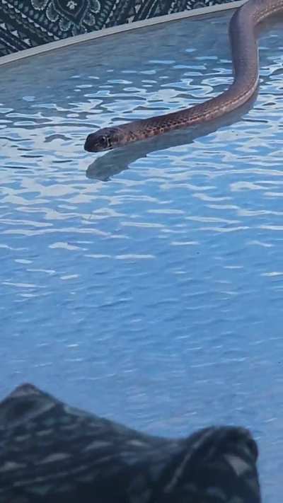 This happened today whilst listening to the snake island episode