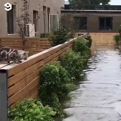 Doggo using the 