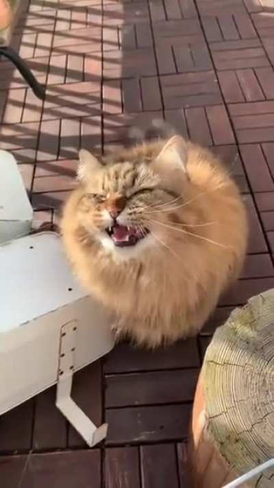Трель кота